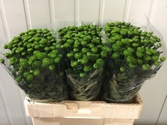 Chrysanth Santini Peptalk 55cm 32gr.