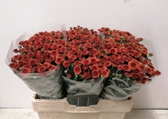 Chrysanth Santini Edvaldo 55cm 28gr.