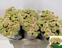 Chrysanth Santini Lawson 55cm 28gr.