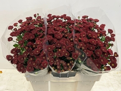 Chrysanth Santini Jinda Red 55cm 20gr.
