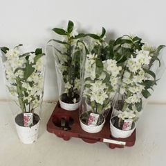 Dendrobium Nobile Cultivars 12Ø 45cm 2st