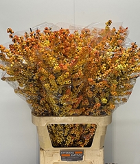 Ilex Verticillata Ilexia Victoria 100cm