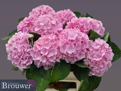Hydrangea Verena 80cm 18-20cm Hd