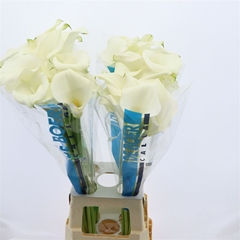 Zantedeschia Captain Ventura 80cm
