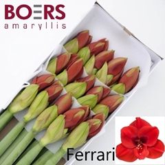 Hippeastrum Ferrari 70cm