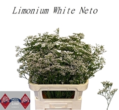 Limonium Caspium White Neto 80cm 35gr.