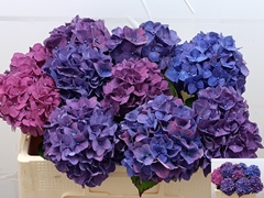 Hydrangea Rodeo Purple 50cm 12-14cm Hd