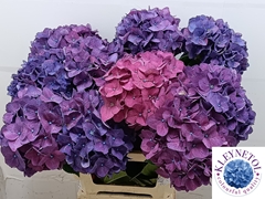 Hydrangea Rodeo Purple 60cm 19-21cm Hd