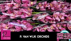 Cymbidium Mystery Pink Blossom 80cm