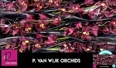 Cymbidium Priwine 60cm
