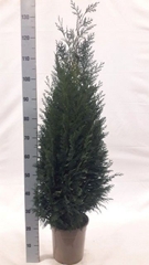 Chamaecyparis Columnaris 24Ø 130cm
