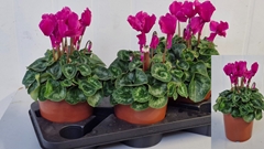 Cyclamen Halios Curly 17Ø 35cm