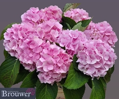 Hydrangea Verena 60cm 16-18cm Hd