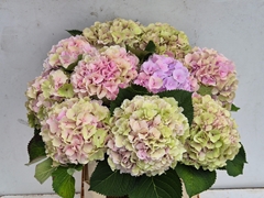 Hydrangea Verena Classic 80cm 20-22cm Hd