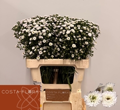 Aster Pompon 60cm 20gr.