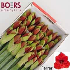 Hippeastrum Ferrari 60cm