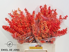 Ilex Verticillata Oudijk's Orange 60cm