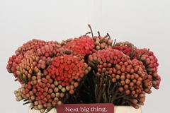 Brunia Laevis Red 35cm
