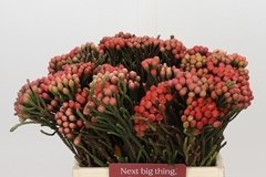 Brunia Laevis Red 40cm