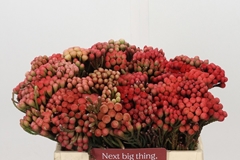 Brunia Laevis Red 35cm