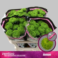 Chrysanth Single Alemani 70cm 85gr.