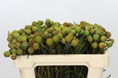 Berzelia Galpinii 50cm