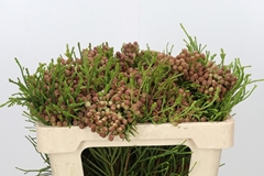 Berzelia Lanuginosa 50cm