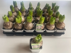 Hyacinthus White Ideal 7Ø 13cm 1pp
