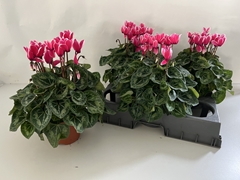 Cyclamen Super Serie Xl 15Ø 36cm