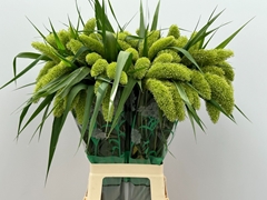 Setaria Italica Volle Melk 80cm