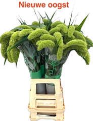 Setaria Italica Volle Melk 70cm