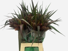 Setaria Italica Red Jewel 60cm