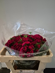 Dianthus Barb Sweet Will Red 46cm