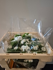 Dianthus Barb Sweet Will White 46cm