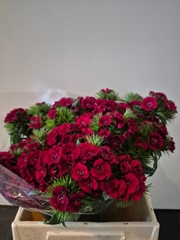Dianthus Barb Sweet Will Red 40cm