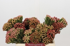 Brunia Laevis Red 40cm
