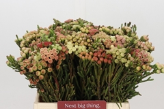 Brunia Laevis Red 40cm