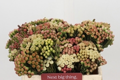 Brunia Laevis Red 35cm