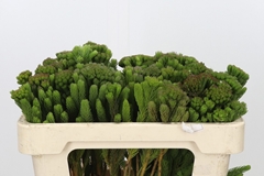 Brunia Albiflora 50cm