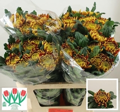 Chrysanth Single Fuego 75cm 85gr.