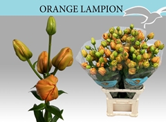 Lily Asiatic Orange Lampion 110cm 5+