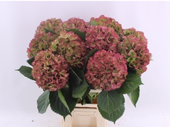 Hydrangea Elbtal Classic 70cm 19-21cm Hd