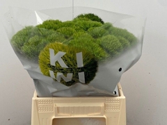 Dianthus Barb Kiwi Mellow 40cm