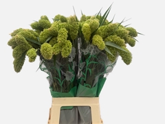 Setaria Italica Volle Melk 80cm