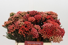Brunia Laevis Red 40cm