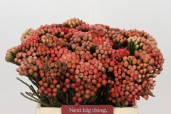 Brunia Laevis Red 40cm