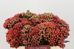 Brunia Laevis Red 35cm