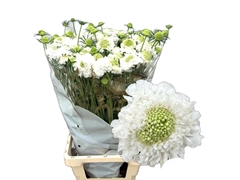 Scabiosa Focal Scoop White Improved 65cm