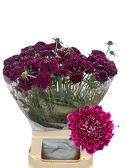 Scabiosa Focal Scoop Dark Purple 65cm