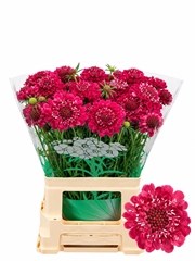 Scabiosa Focal Scoop Hot Pink 65cm